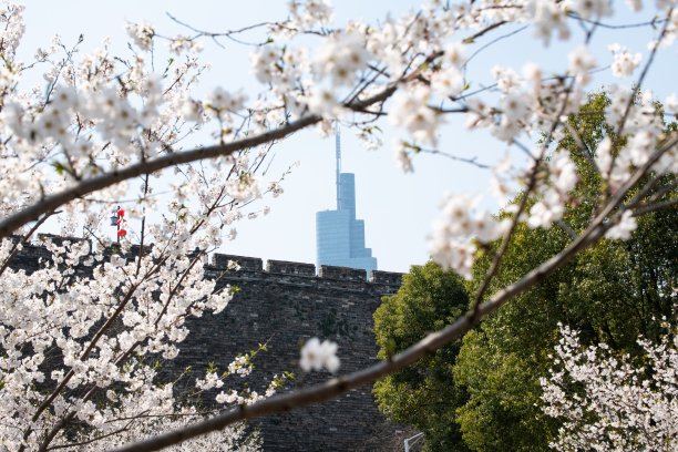 南京樱花