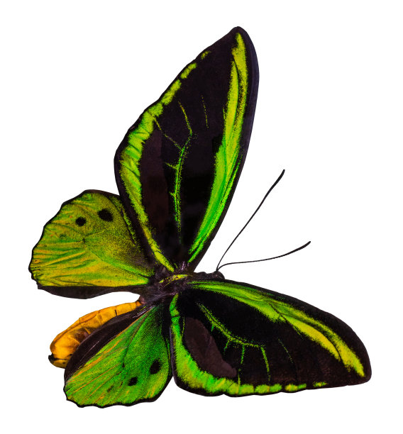 ornithoptera