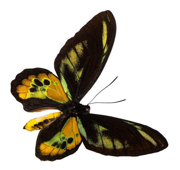 ornithoptera