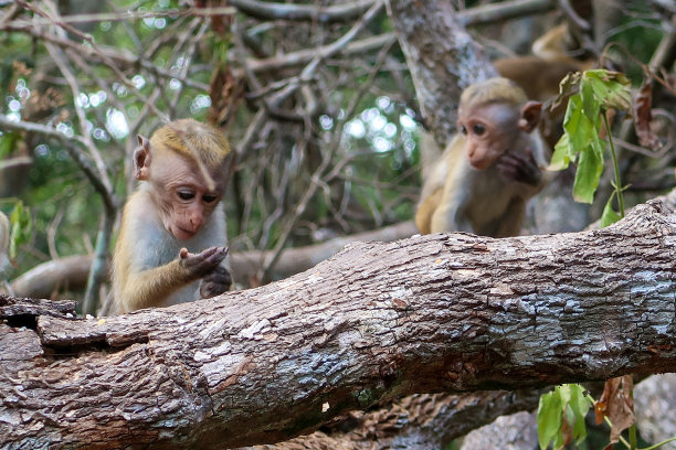 monkey-nut