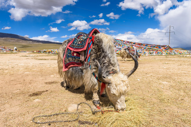 西藏风光拉萨元素