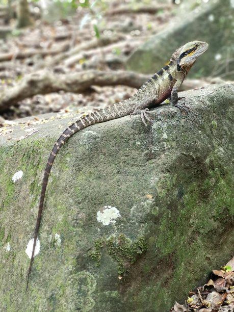 physignathus