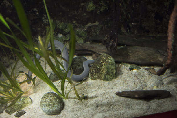 caecilian