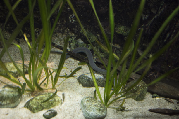 caecilian
