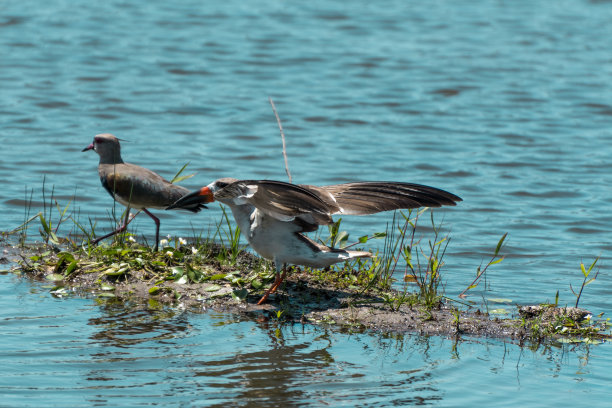 skimmer