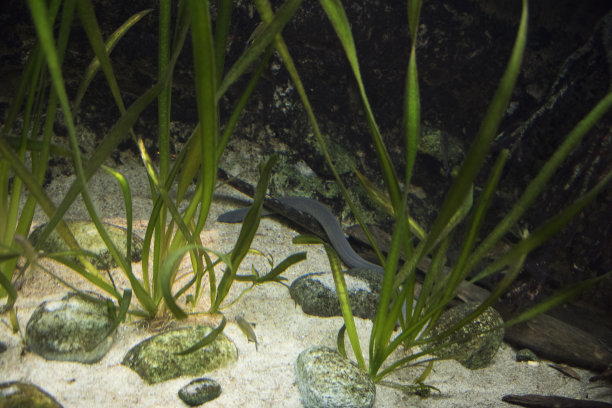 caecilian