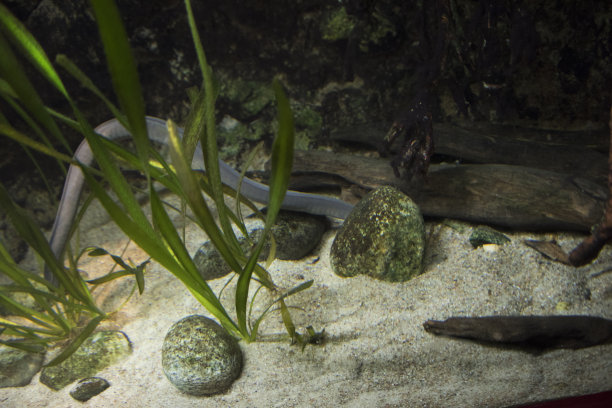 caecilian