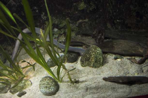 caecilian