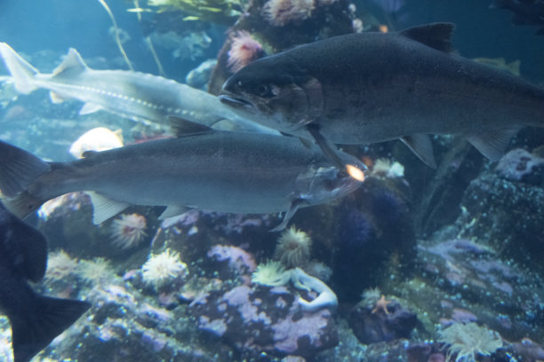 salmo