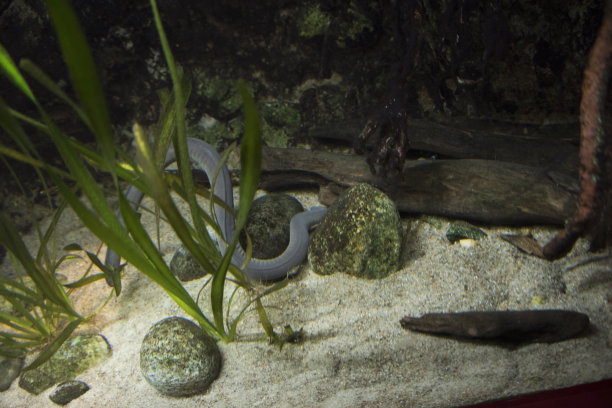 caecilian