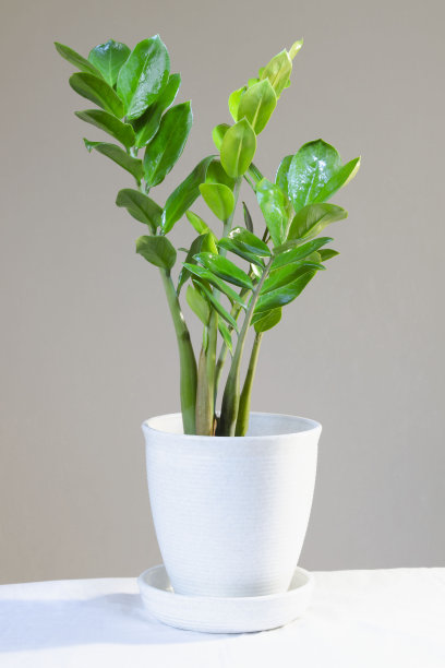 植物学,叶子,室内植物