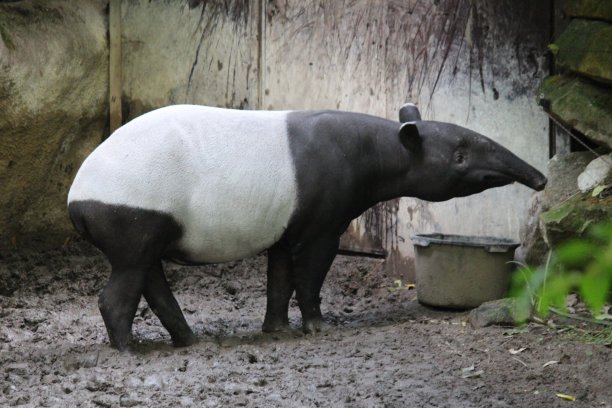 tapir