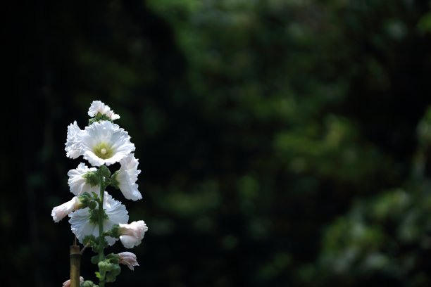 stockrose
