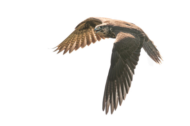 hawk
