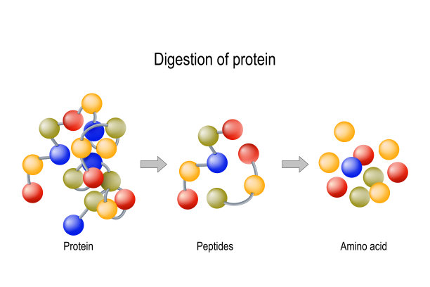 protein