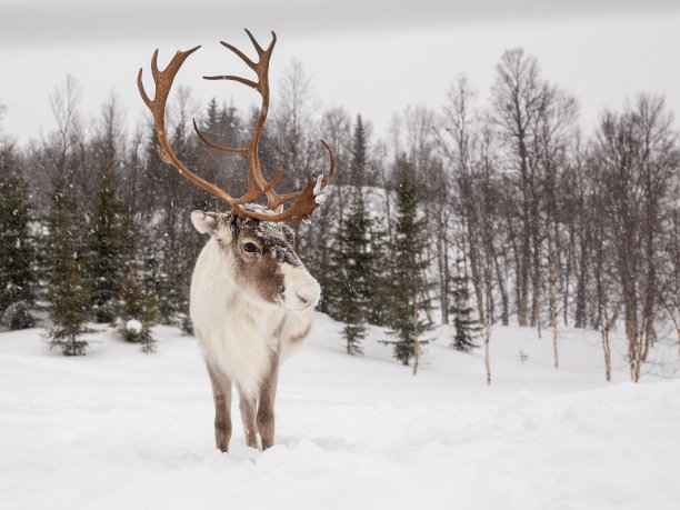 reindeer