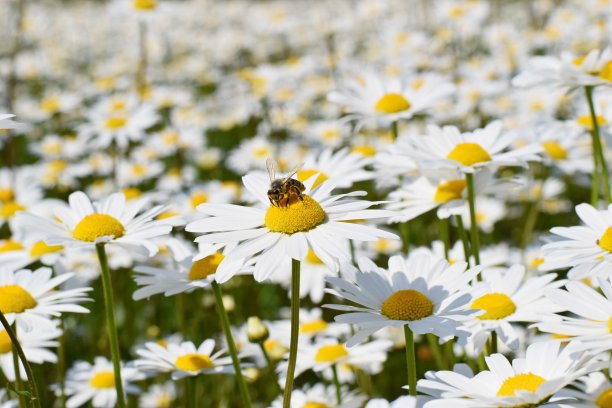 pyrethrum
