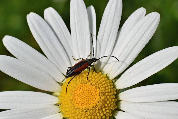 pyrethrum