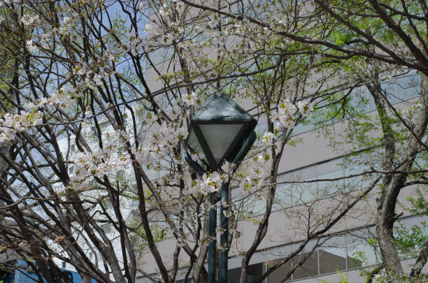 odori