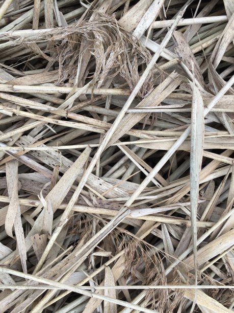 reed