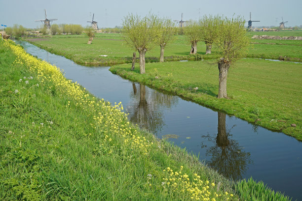 杨柳与油菜花