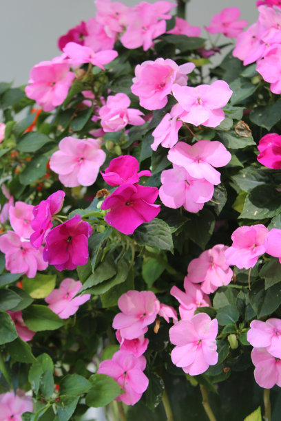impatiens
