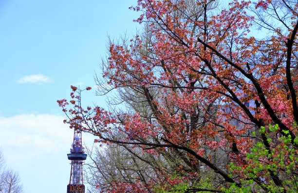 odori