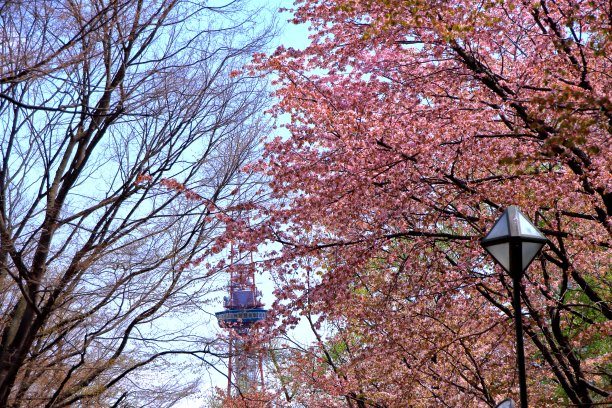 odori