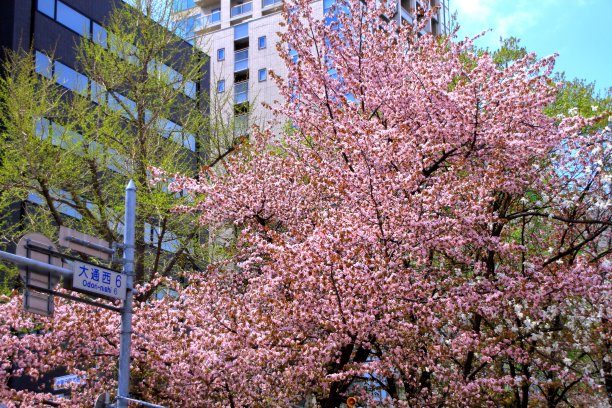 odori