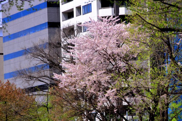 odori