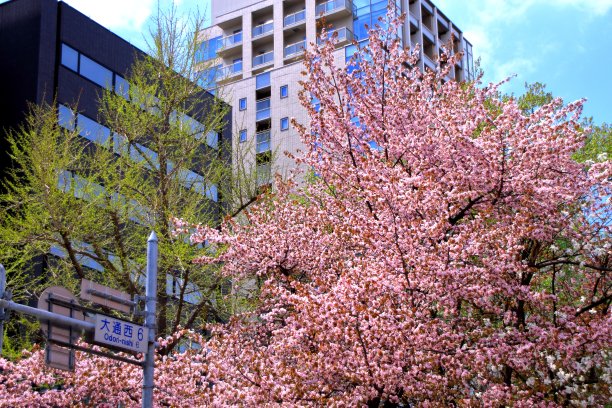 odori
