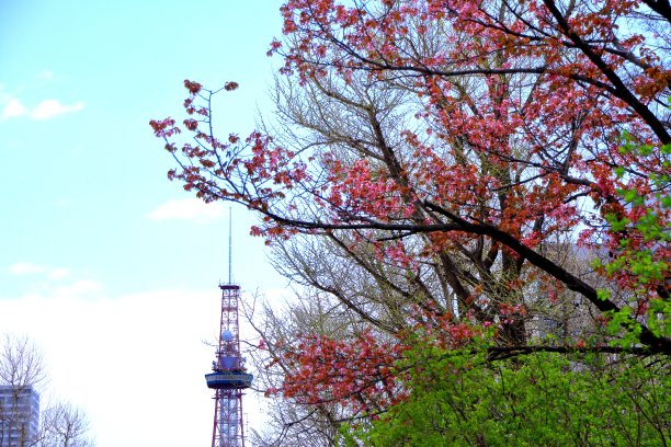odori
