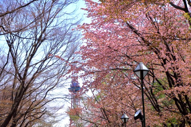 odori