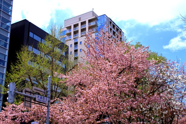 odori