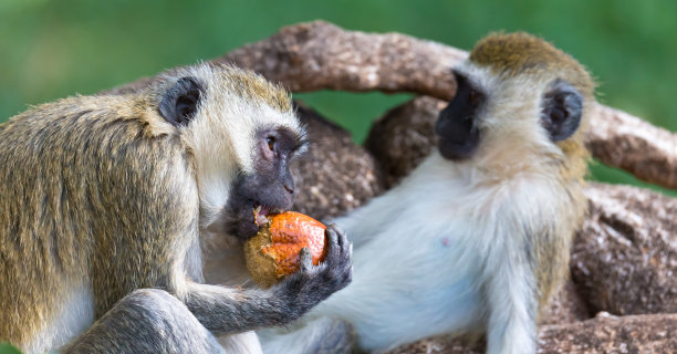 吃苹果的猴子