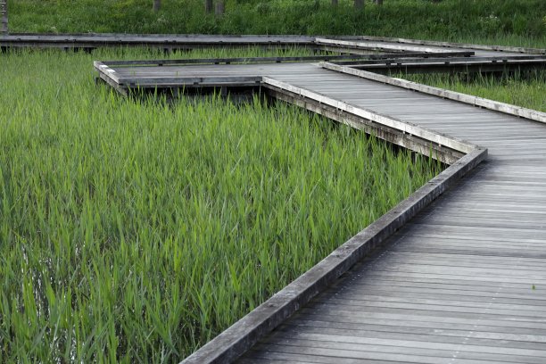 wetland