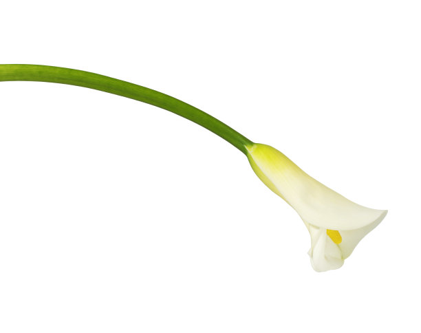 calla