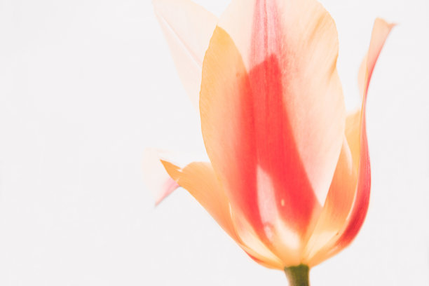 橙红色花朵条纹背景图案