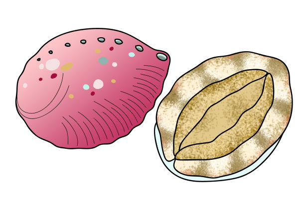 abalone
