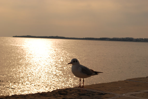 umag