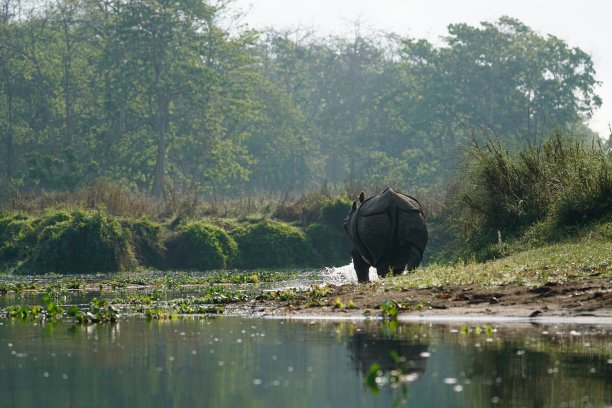 chitwan