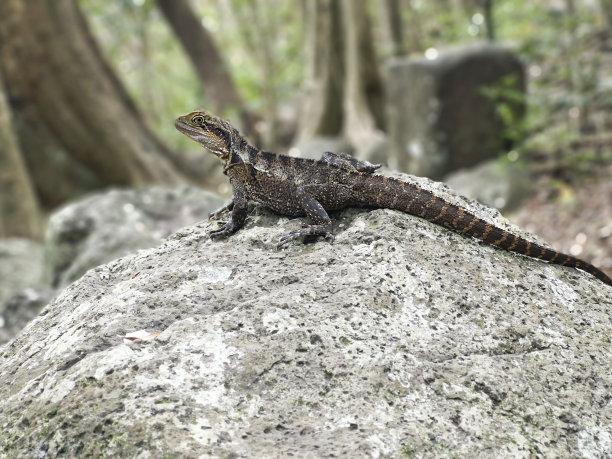 physignathus