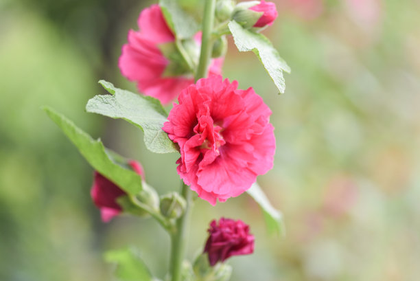 stockrose