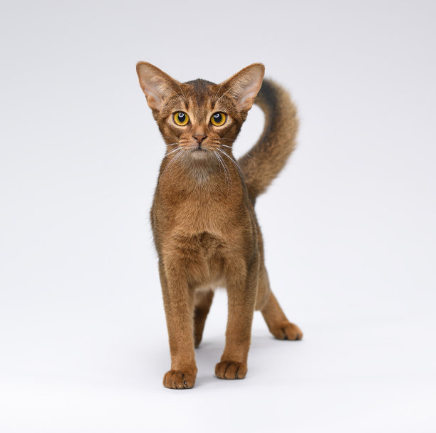 abyssinian猫