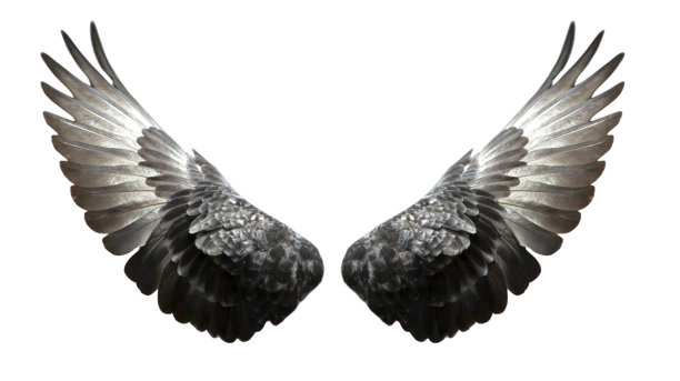 wings