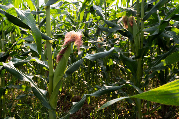 农作物,农业,谷类