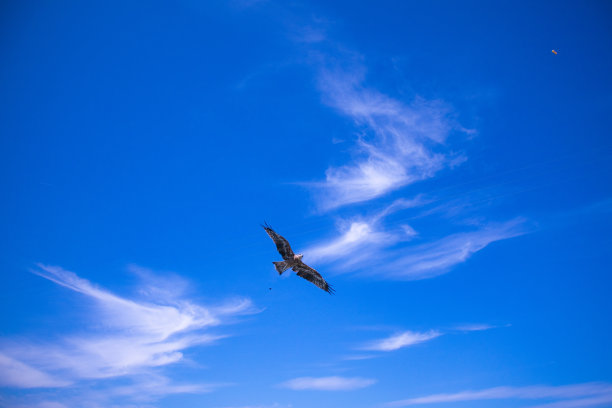 hawk