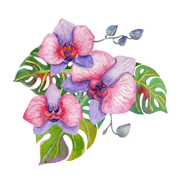 花簇,植物学,叶子