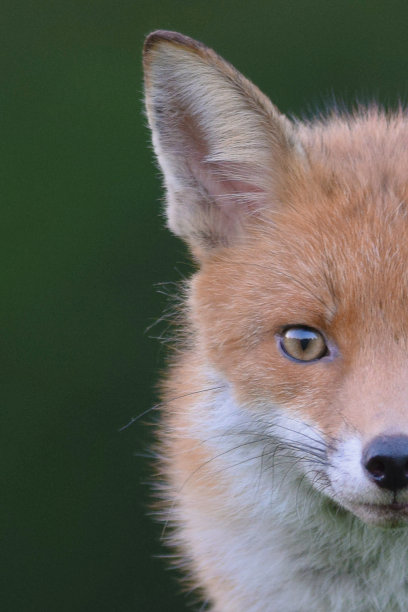 foxface