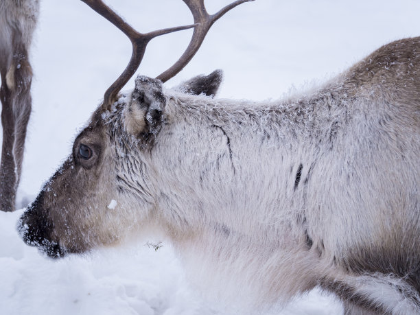 reindeer